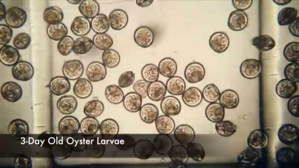 Oyster Life Cycle THE DISCOVERY OF NEW OYSTER SPECIES